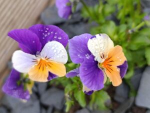 pexels photo 36724430